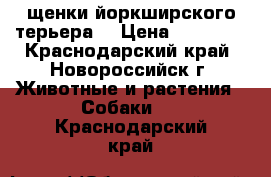 щенки йоркширского терьера. › Цена ­ 15 000 - Краснодарский край, Новороссийск г. Животные и растения » Собаки   . Краснодарский край